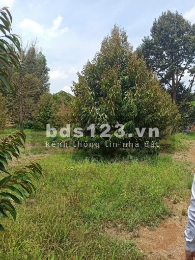 Cần bán đất vườn cây ăn trái Hơn 1 sào sẵn thổ cư mặt…