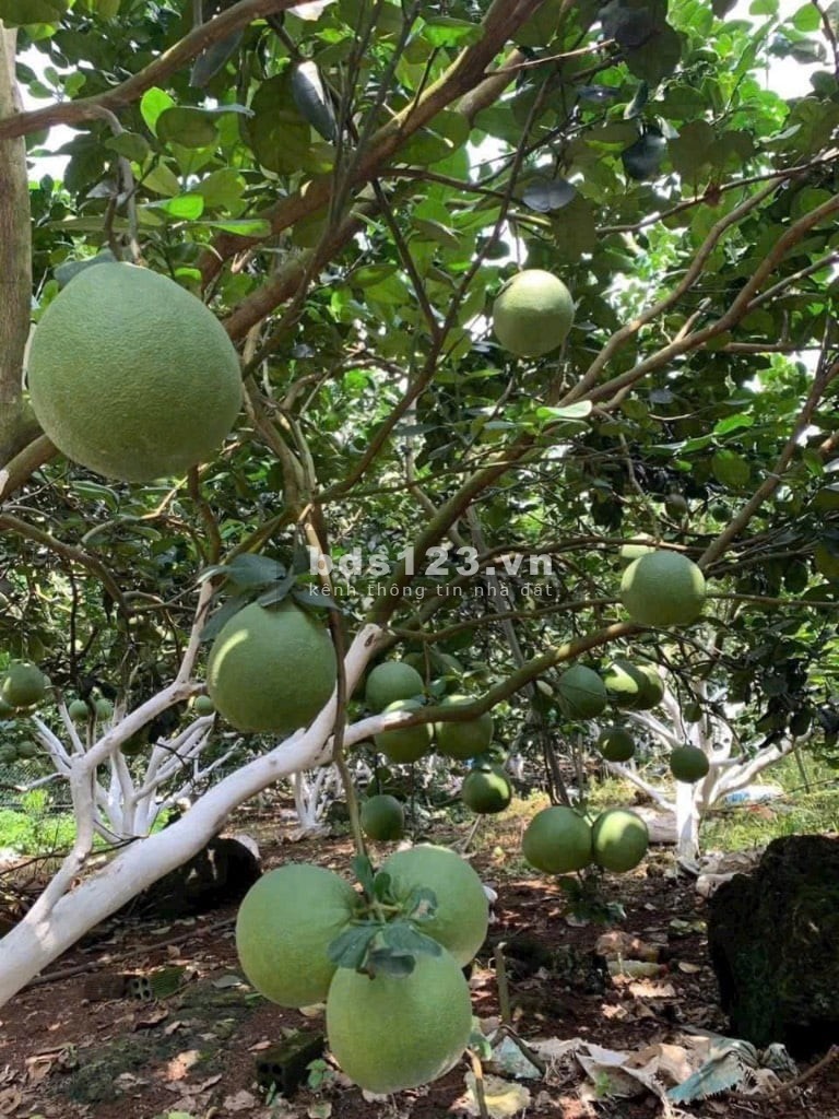Cần bán đất vườn cây ăn trái Hơn 1 sào sẵn thổ cư mặt…