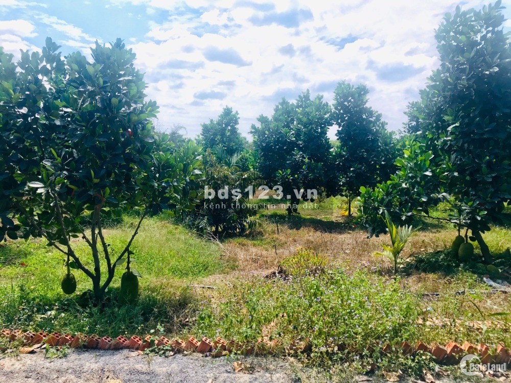 Cần bán đất vườn cây ăn trái Hơn 1 sào sẵn thổ cư mặt…
