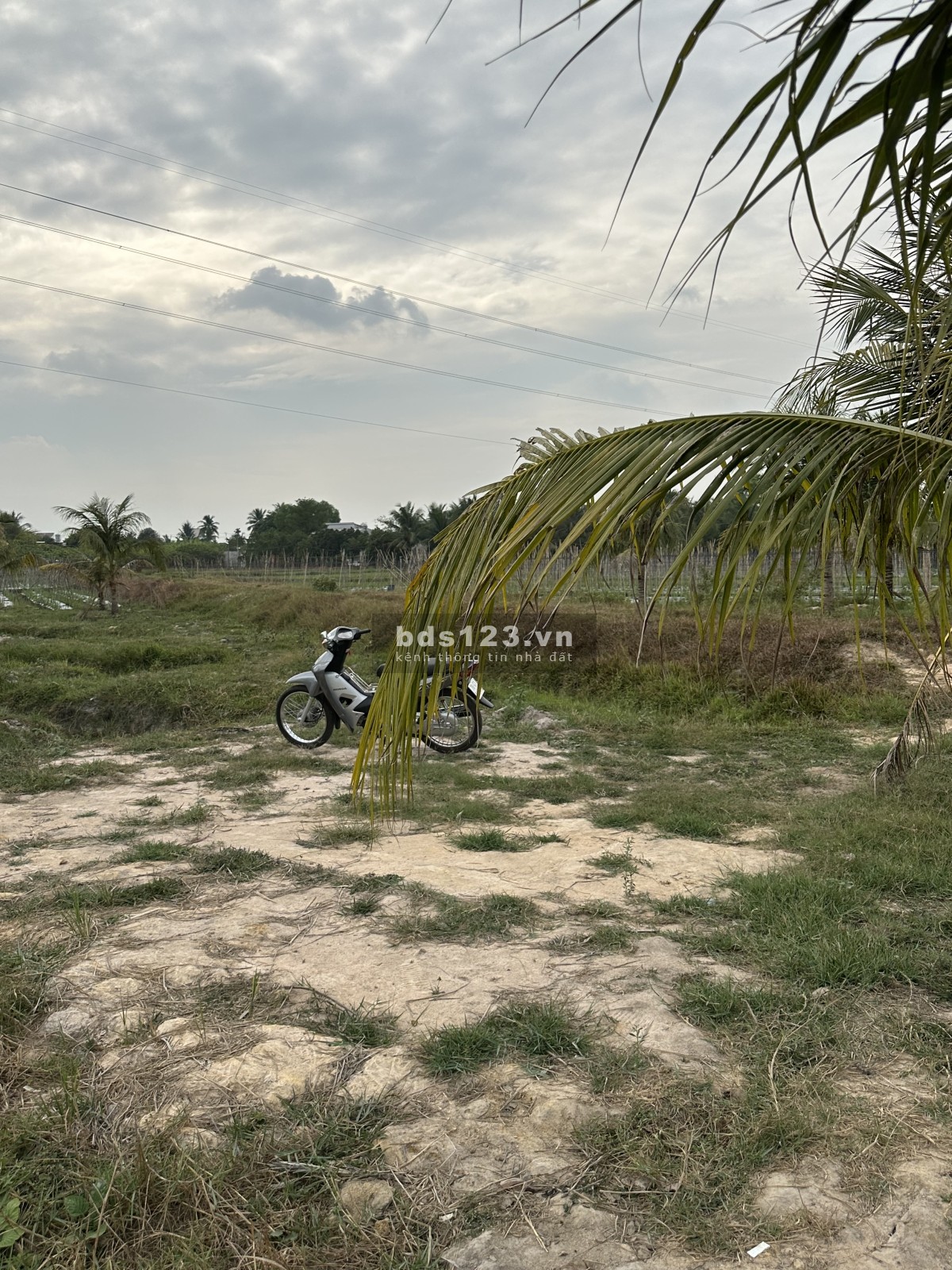 Vườn dừa Ninh Thạnh , Thành Phố Tây Ninh