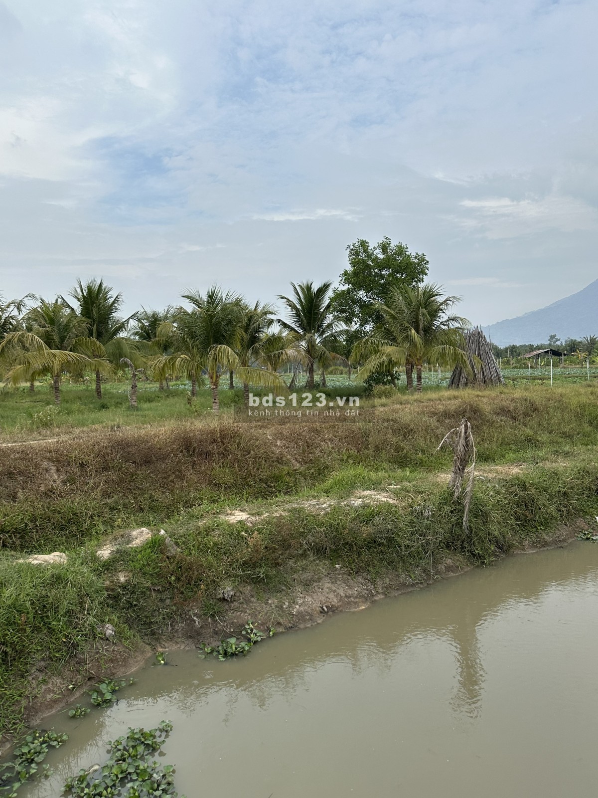 Vườn dừa Ninh Thạnh , Thành Phố Tây Ninh