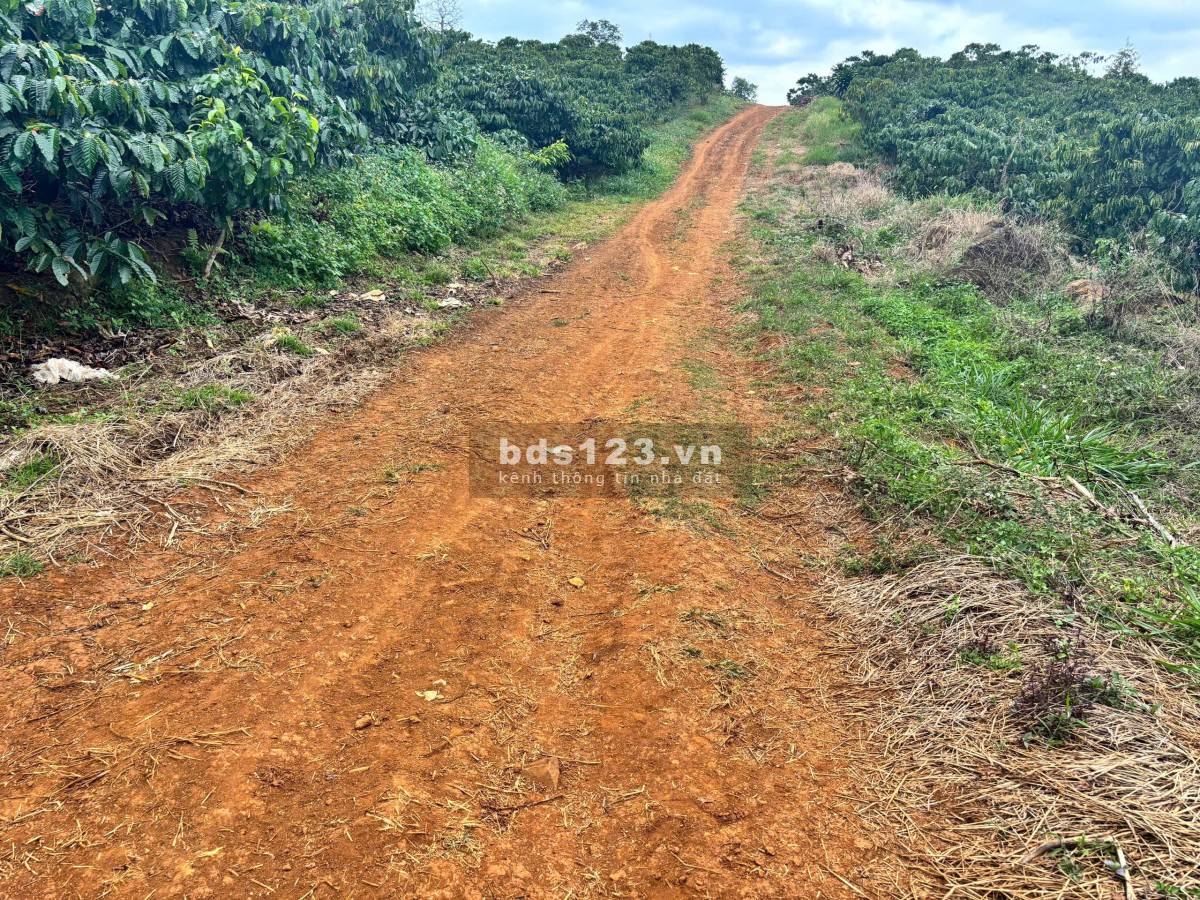 Đất Di Linh. 1000m2 có cà phê, có điện,đường ô tô. Giá…