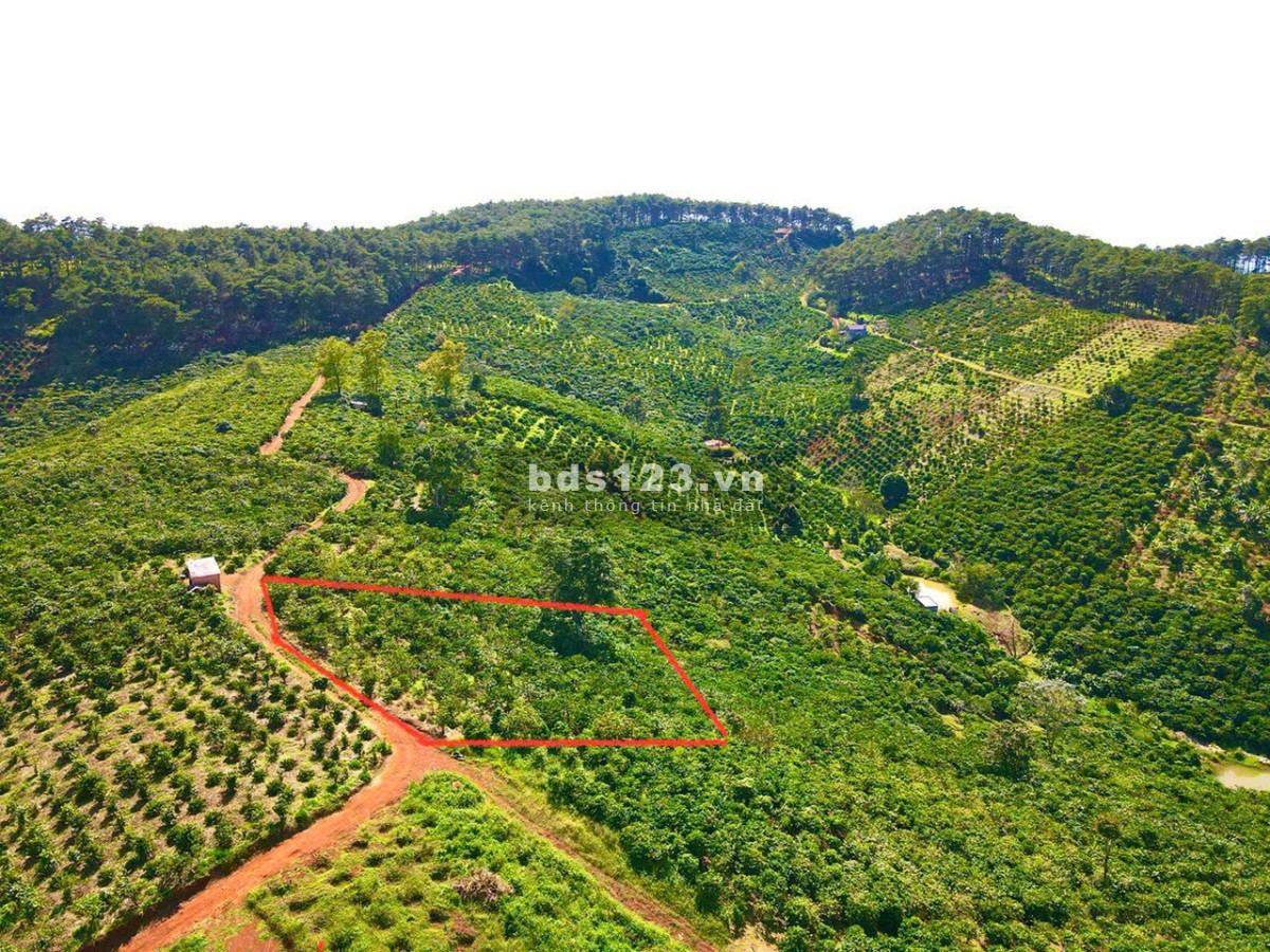 Đất Di Linh. 1000m2 có cà phê, có điện,đường ô tô. Giá…