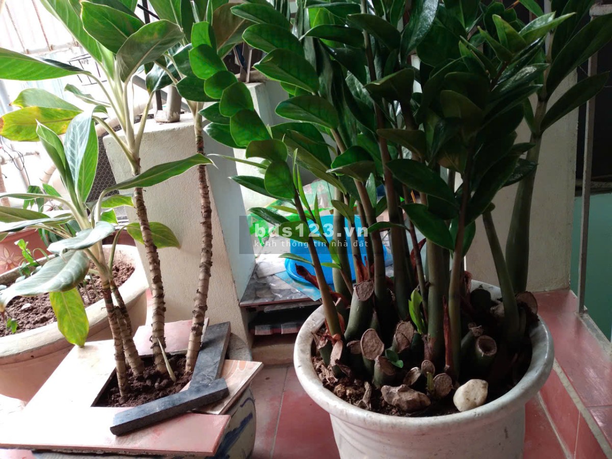 HOMESTAY MÙA THU HÀ NỘI – CHO THUÊ PHÒNG GẦN NGÃ TƯ SỞ & TÔN…