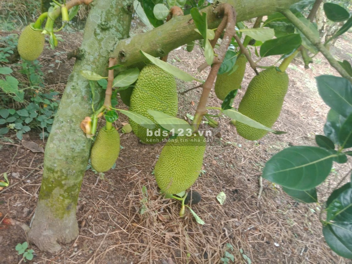 Bán 3,7 công mít đang cho trái kv Đông Hòa Hiệp, Cái Bè, Tiền…