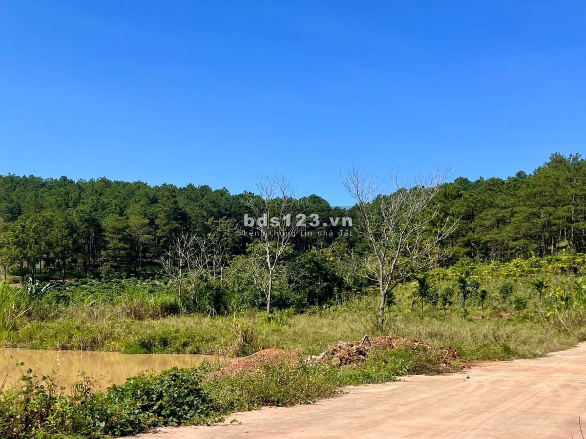 Cần Bán Đất 309m², 209m² Đất Ở, 2 Mặt Tiền, Giữa Đồi Thông