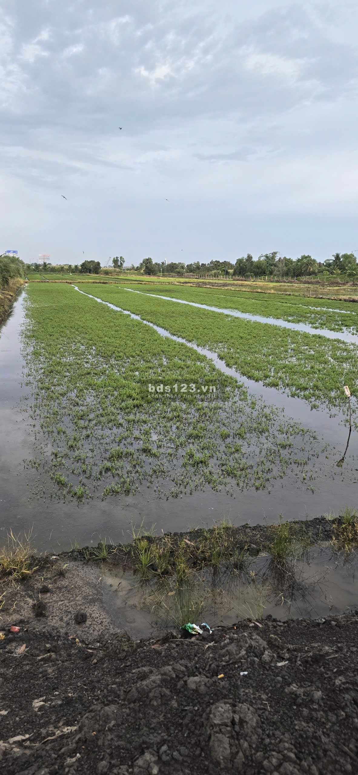 Bán đất ấp Tân Lập, xã Tân Lý Đông, huyện Châu Thành,…