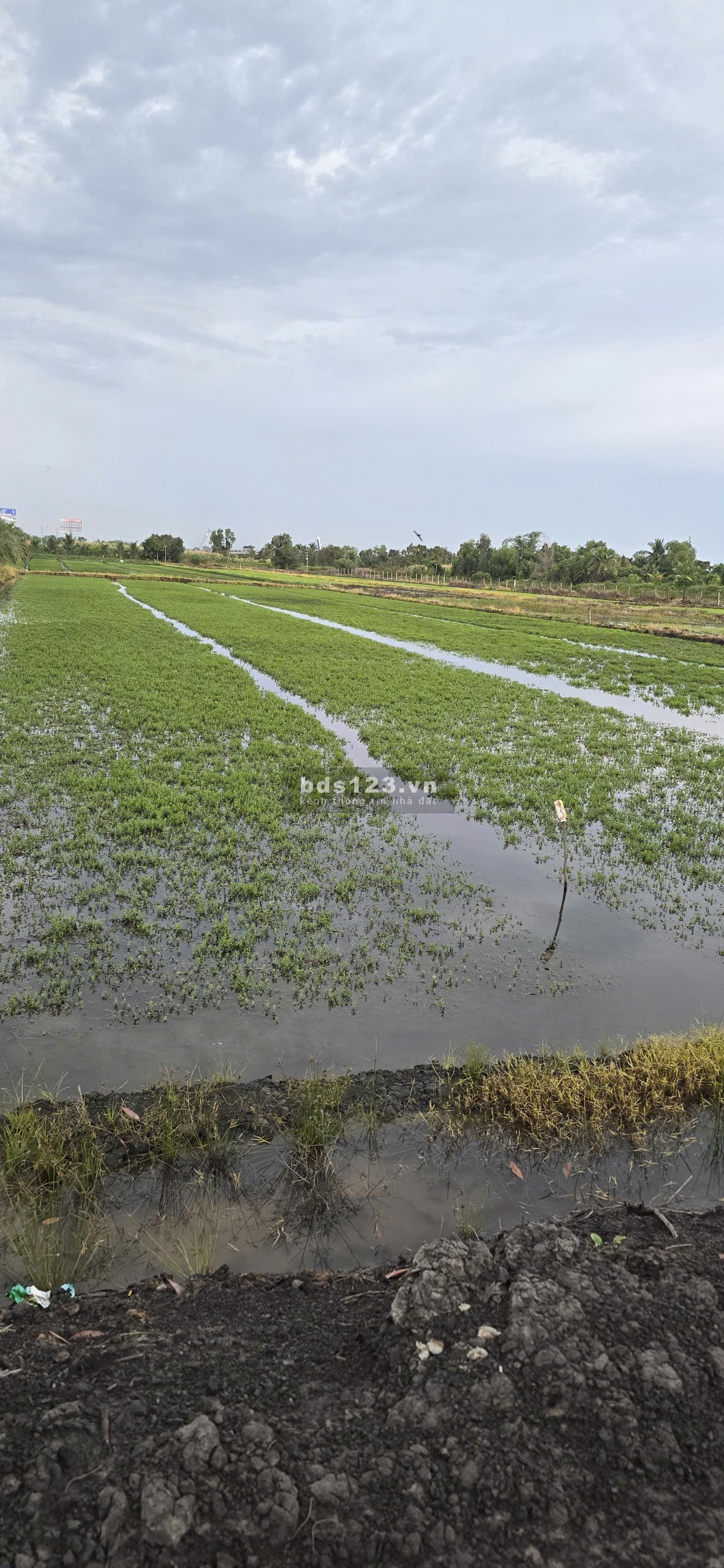 Bán đất ấp Tân Lập, xã Tân Lý Đông, huyện Châu Thành,…
