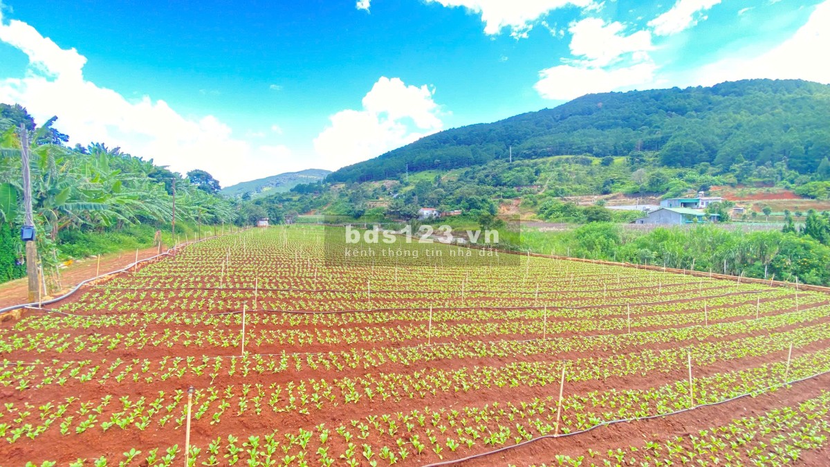 Bán 3 sào hẻm ql20, trung hiệp, hiệp an - lâm đồng