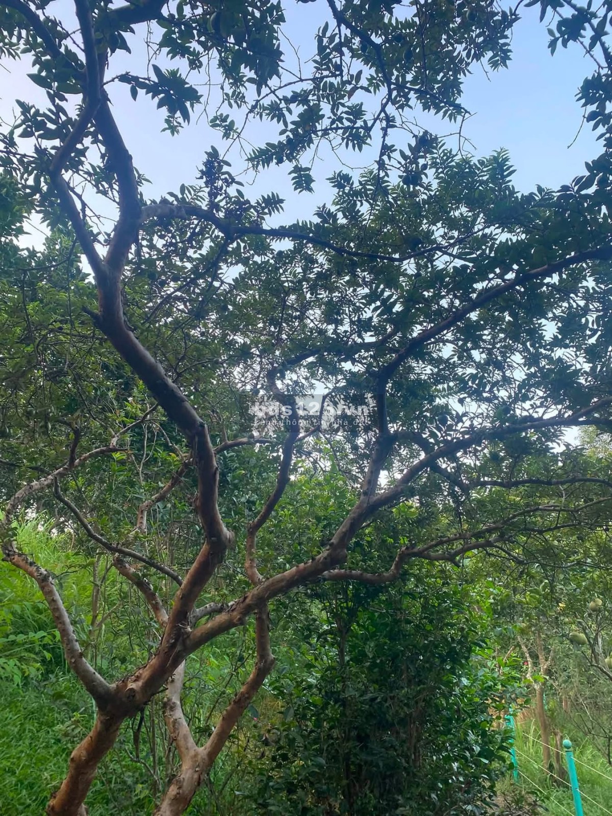  CẦN BÁN GẤP 3.300M² - MƯỜNG BI (PHÚ THỌ) - GẦN ĐƯỜNG NHỰA