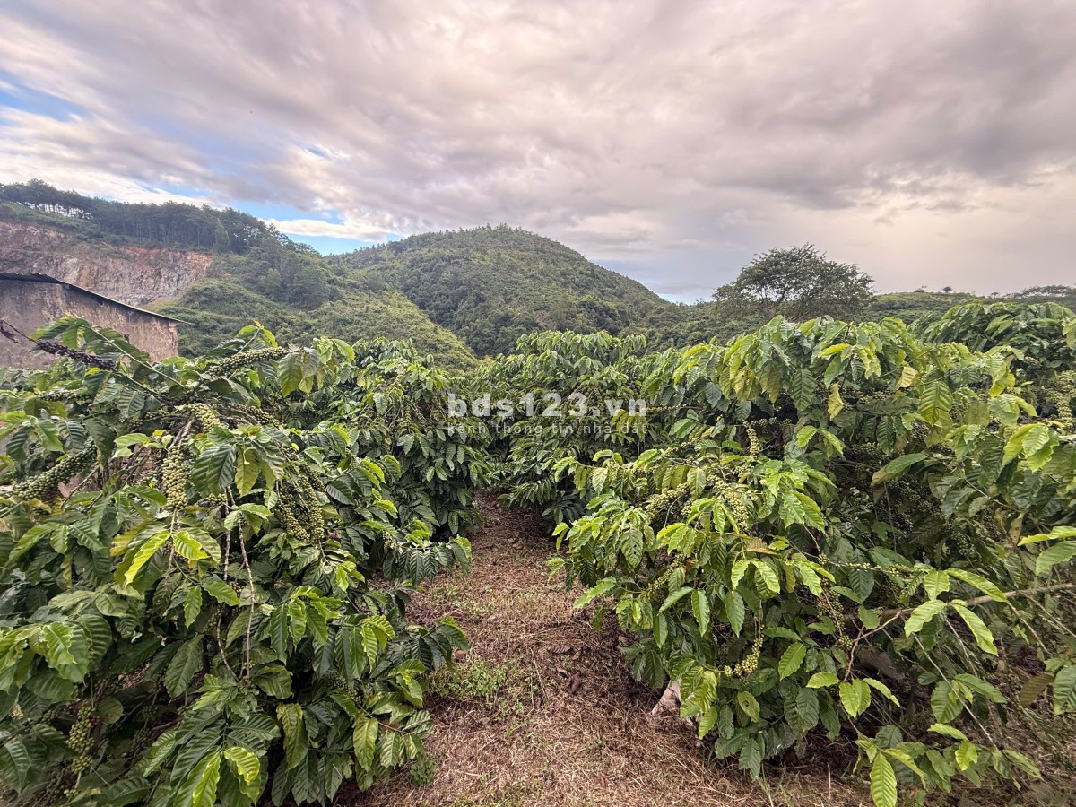 Đất Di Linh 333m mt bê tông 2ha giá 360tr/sào có nguồn thu